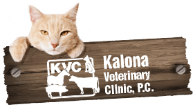 Kalona Veterinary Clinic Home